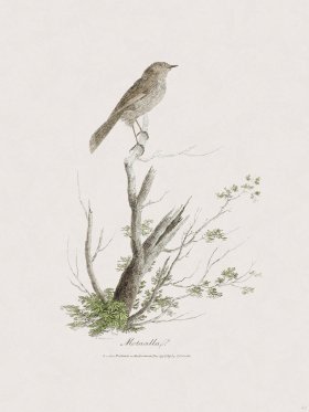 42 New Holland Caffowary