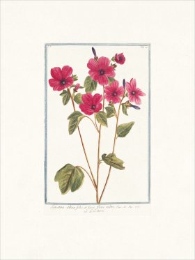 Bonelli 049 Tree Mallow