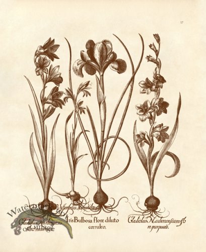 (image for) Besler 17 Iris