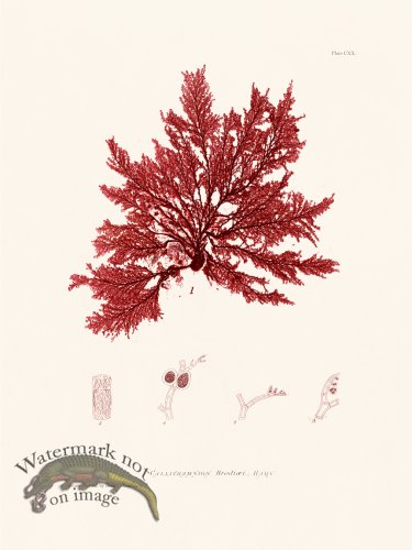 (image for) Bradbury Seaweed 120