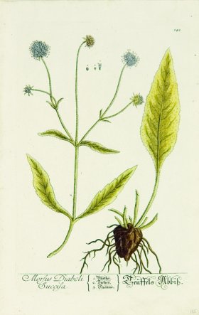 Blackwell German 054