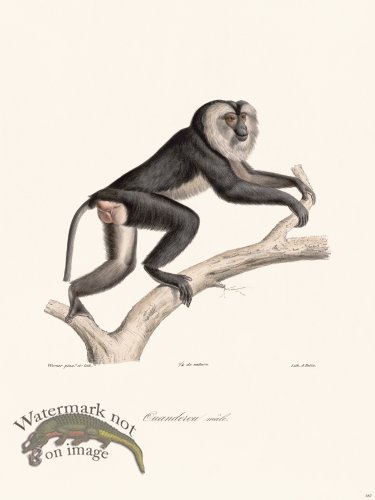 Cuvier 387 Male Ouanderou