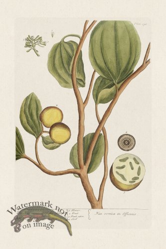 (image for) BEE 395 The Nuxvomica of the Shops