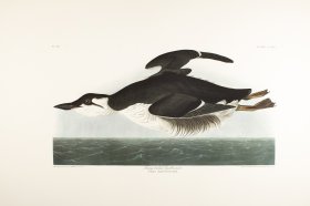 Long Billed Guillemot