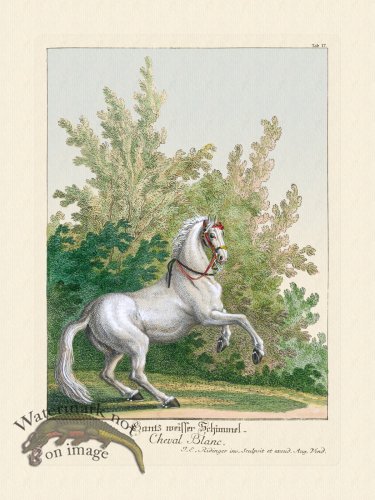 (image for) Ridingers Horses 17