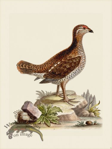 (image for) Edwards 071 Heathcock