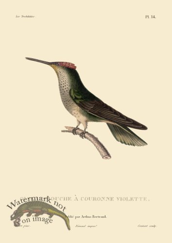 (image for) Humming Bird 14