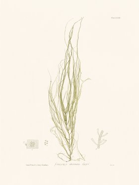 Bradbury Seaweed 162