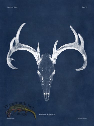 (image for) Blue Bones 04 White Tail