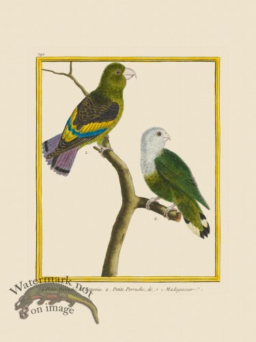 (image for) Martinet Bird 791