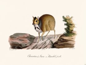 Cuvier 236 Java Wild Boar