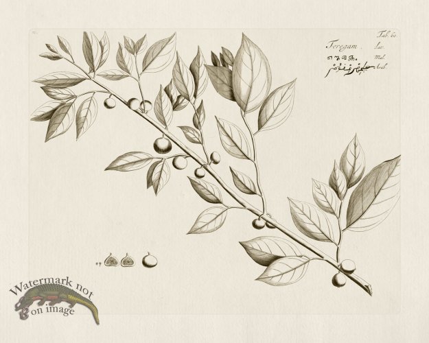 (image for) HORTUS VOl 03 60