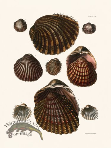 (image for) Cpt Brown Shell 19