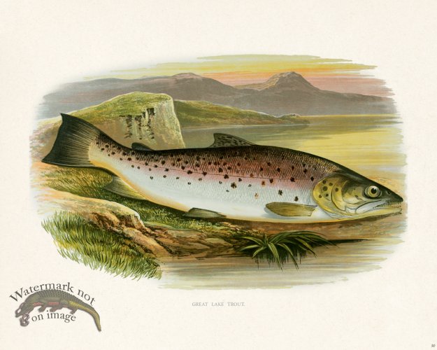 (image for) British FW 30