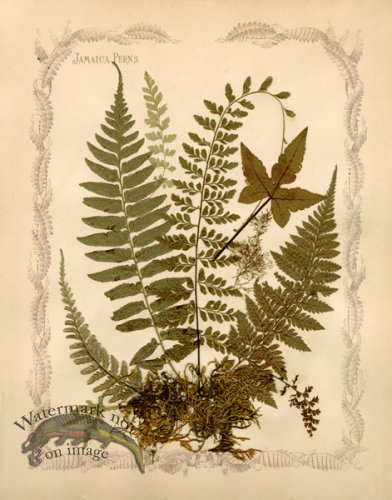 (image for) Jamaican Fern 10oc