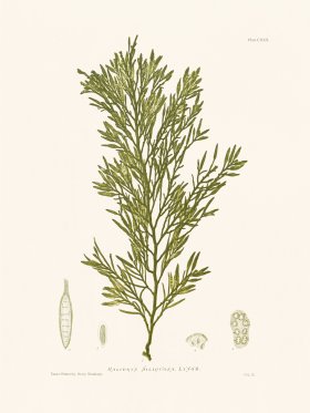 Bradbury Seaweed 130