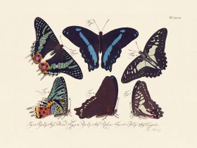 Jablonsky Butterfly 037