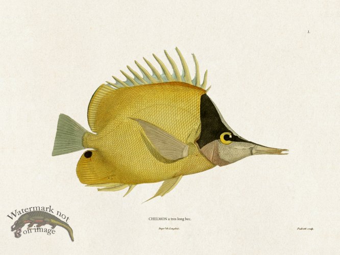 (image for) Werner Fish 001