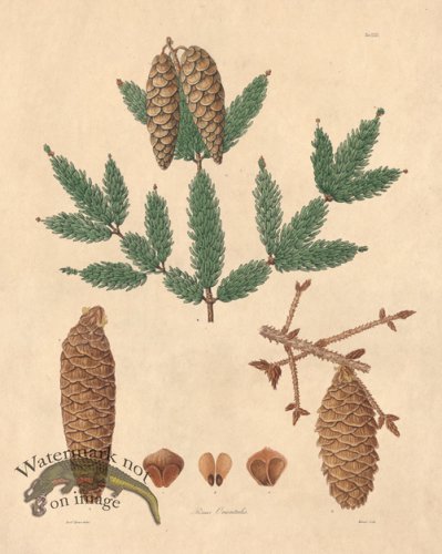 (image for) Lambert Pine 29