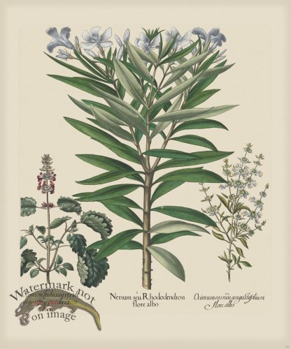 (image for) Besler 139 Colored B2