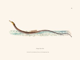 064 Pelagic Pipe Fish