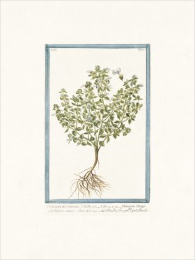 Bonelli 285 Basil bush