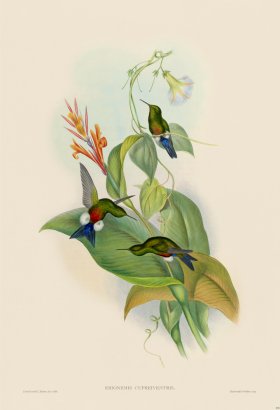 Gould Hummingbird 270