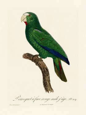 Barraband Parrot 109