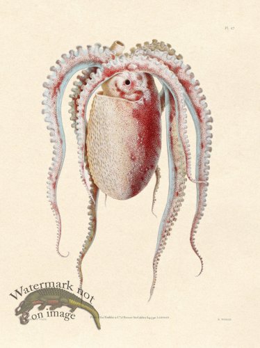 (image for) Shaw Nodder SL 47