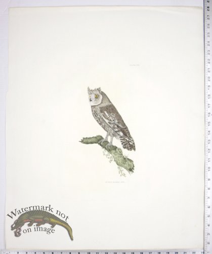 (image for) Scops Eared Owl
