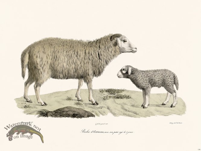 (image for) Cuvier 138 Astrachan Brelre