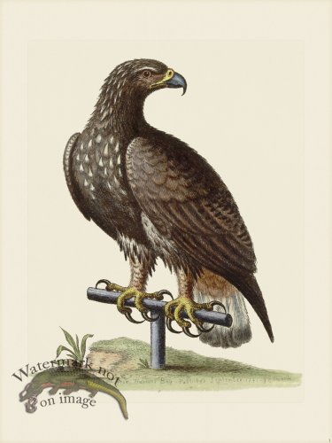 (image for) Edwards 001 White Tailed Eagle