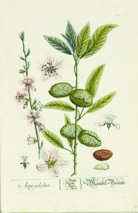 Blackwell German 193