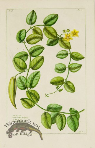 (image for) Buchoz Bot 49