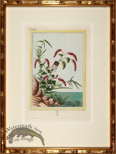 (image for) Buchoz Botanicals in Bamboo 05