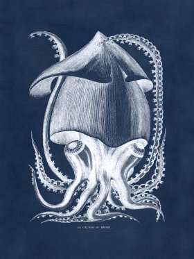 Octopus Blue 34