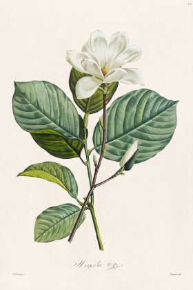 Les Liliacees Redoute 501