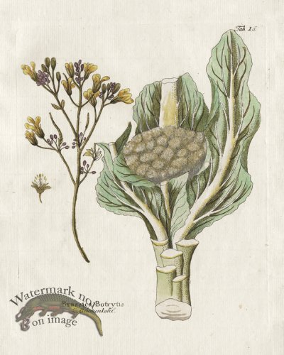 (image for) Cauliflower