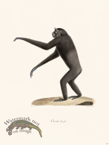 (image for) Cuvier 384 Ounko Female