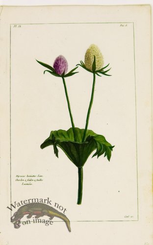 (image for) Buchoz Bot 38