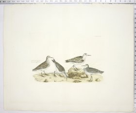 Temminck's Tringa; Little Tringa