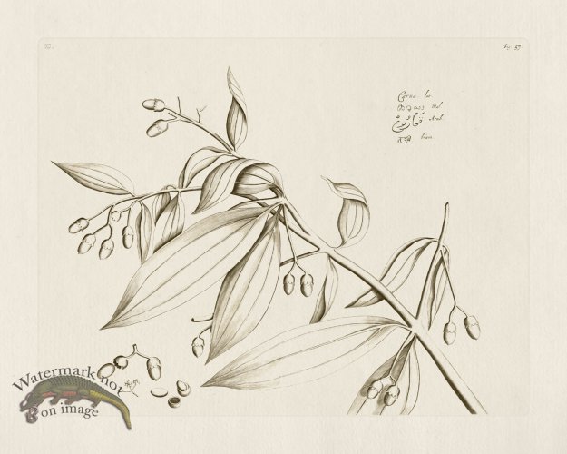 (image for) HORTUS VOL 01 57