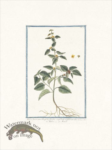 (image for) Bonelli 043 False mallow