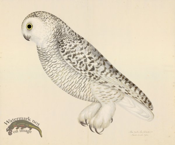 SNOWY OWL . PL 27