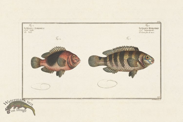 (image for) BLOCH FISH 250