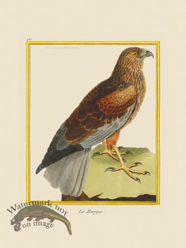 (image for) Martinet Bird 460
