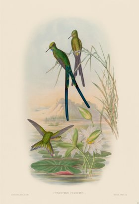 Gould Hummingbird 172