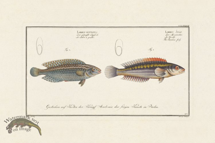 (image for) BLOCH FISH 287