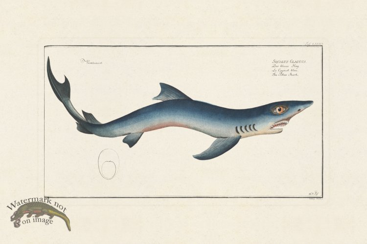 (image for) BLOCH FISH 086