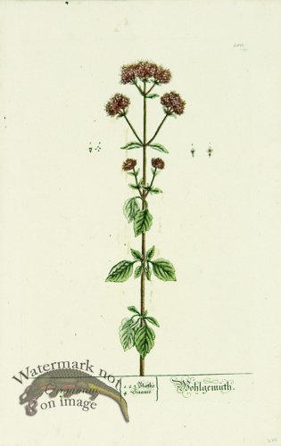 (image for) Blackwell German 059